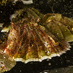 Balanus crenatus
